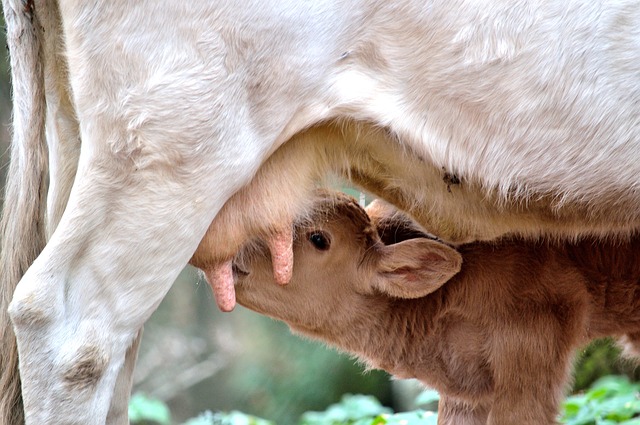 ミルクを飲む牛の赤ちゃん