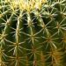 刺さると痛そうなサボテン